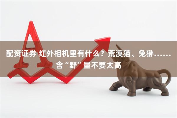 配资证券 红外相机里有什么？荒漠猫、兔狲……含“野”量不要太高